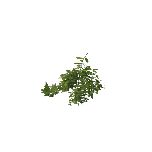 Plant 56_LOD_2